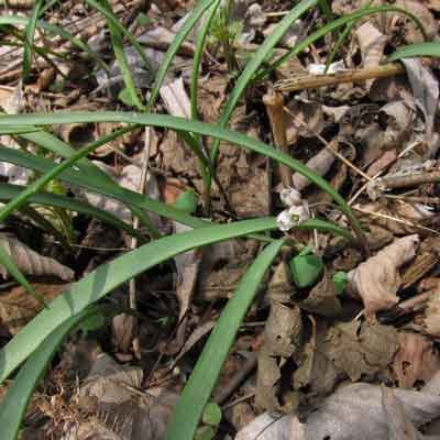 Лук одноцветковый (Allium monanthum Maxim.)