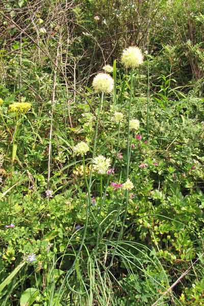 Лук густой (Allium condensatum Turcz.)