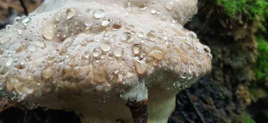 Гуттация - грибы тоже плачут