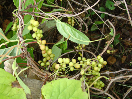 Лимонник китайский (Schisandra chinensis (Turcz.) Baill.)