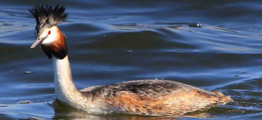 Большая поганка (Чомга) (Podiceps cristatus (Linnaeus, 1758))