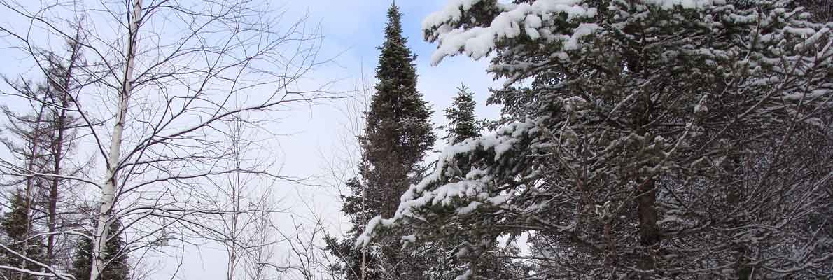 Как елка в России стала культовым деревом