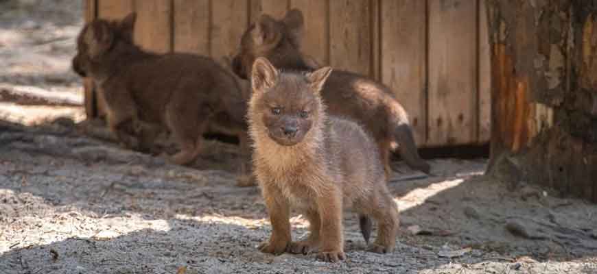 Красные волки в Новосибирском зоопарке
