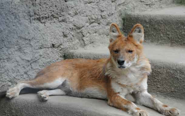 Красный волк в Московском зоопарке