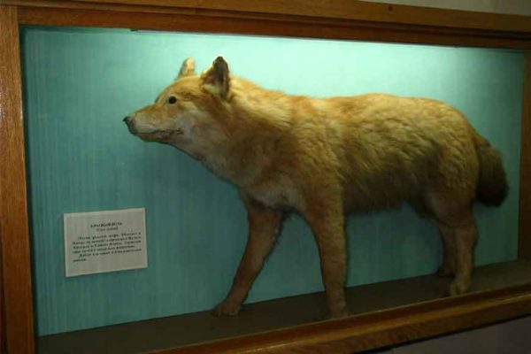 Красный волк в Краеведческом музее г. Хабаровска