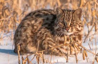 Дальневосточный лесной кот