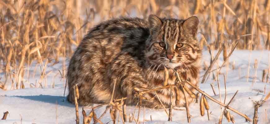 Дальневосточный лесной кот