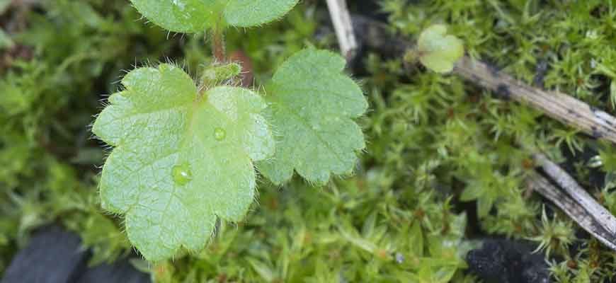 Береза пушистая (Betula pubescens Ehrh.)