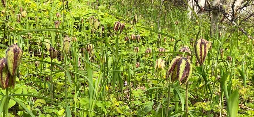 Рябчик Максимовича (Fritillaria maximowiczii Freyn)