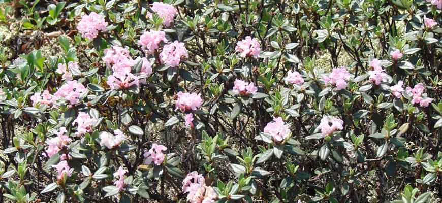 Рододендрон Адамса (Rhododendron adamsii Rehd.)