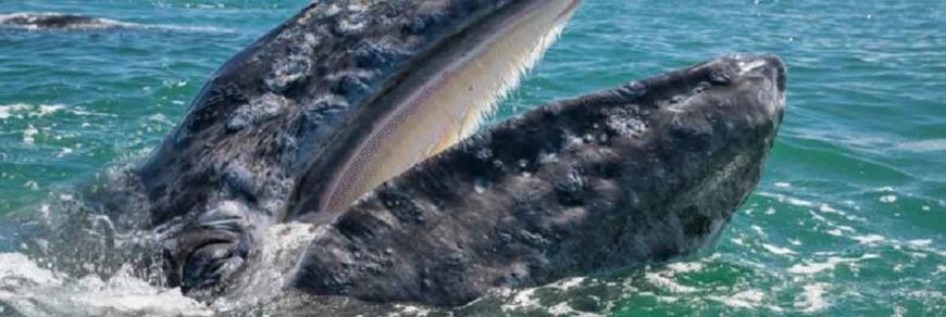 Серый кит - охотско-корейская популяция