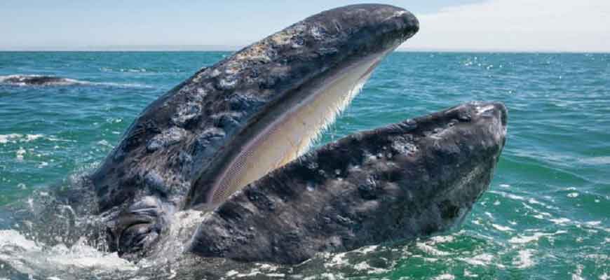 Серый кит — охотско-корейская популяция