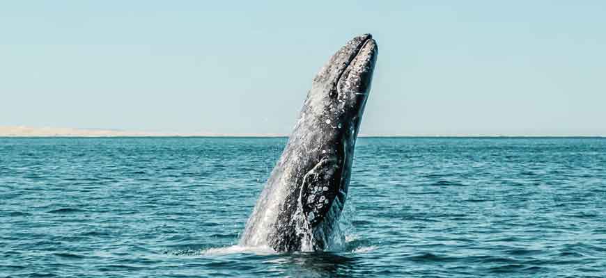Серый кит - охотско-корейская популяция