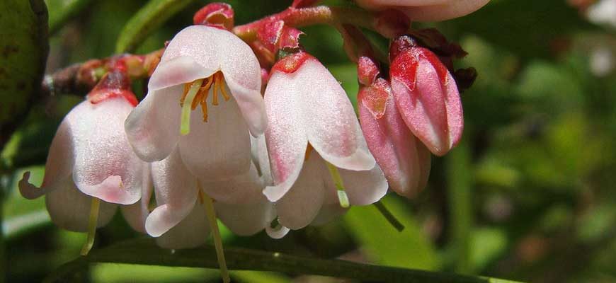 Брусника обыкновенная (Vaccinium vitis-idaea L.)