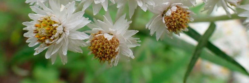 Анафалис жемчужный (Anaphalis margaritacea)