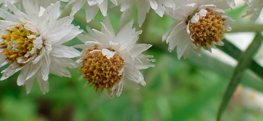 Анафалис жемчужный (Anaphalis margaritacea)