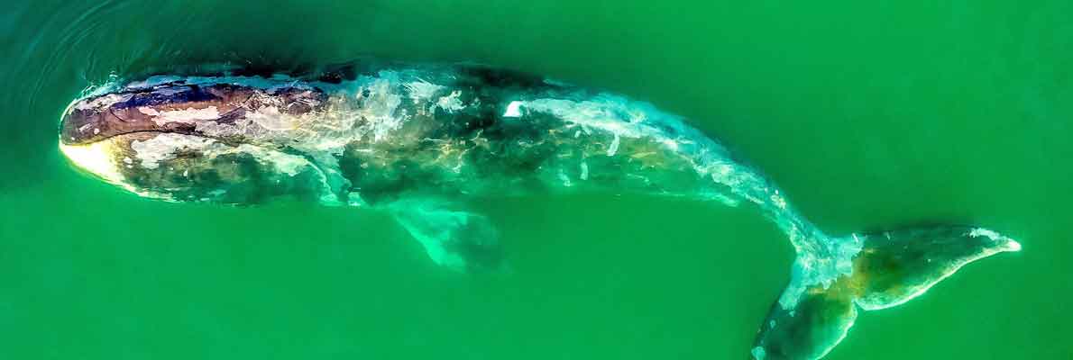 Гренландский кит. Шантарские острова
