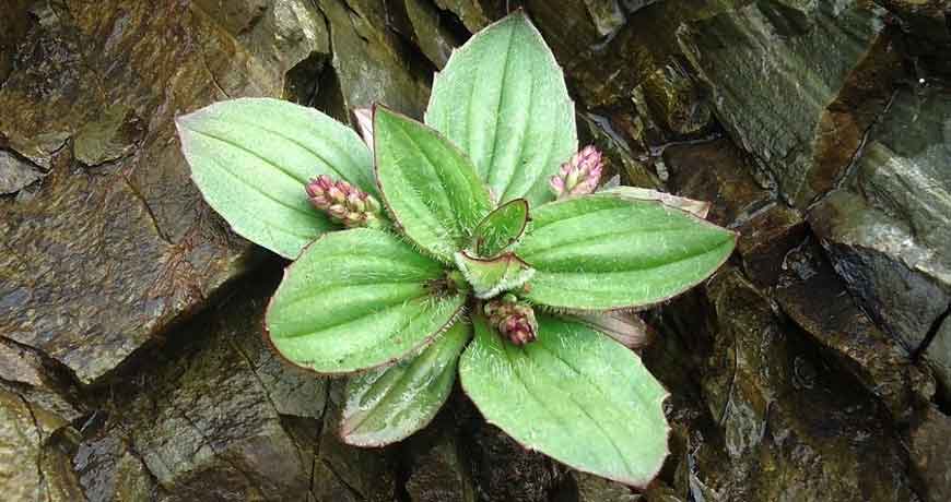 Подорожник камчатский (Plantago camtschatica Link)