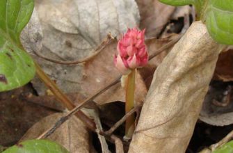 Грушанка красная (Pyrola incarnata (DC.) Freyn)