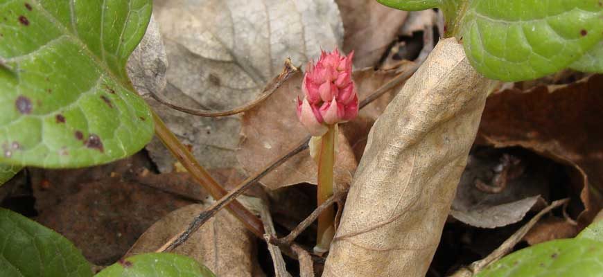 Грушанка красная (Pyrola incarnata (DC.) Freyn)