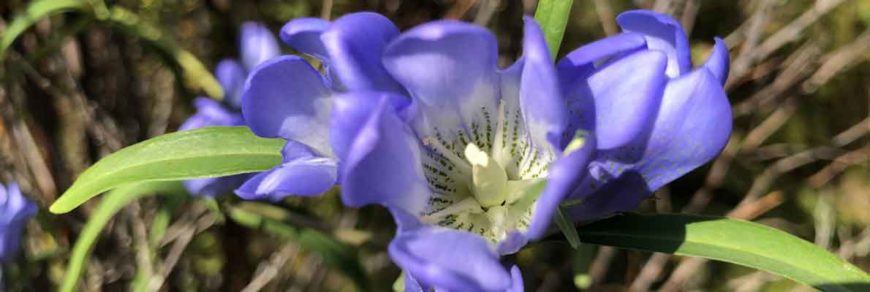 Горечавка трехцветковая (Gentiana triflora Pall.)
