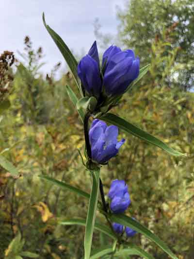 Горечавка трехцветковая (Gentiana triflora Pall.)