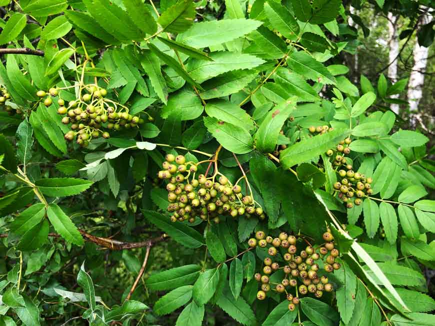 Рябина амурская (Sorbus amurensis Koehne)