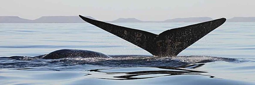 Южный гладкий кит (Eubalaena glacialis (Müller, 1776)) = Японский гладкий кит (Eubalaena japonica (Lacepede, 1818))