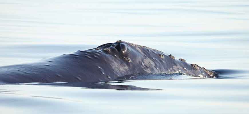 Южный гладкий кит (Eubalaena glacialis (Müller, 1776)) = Японский гладкий кит (Eubalaena japonica (Lacepede, 1818))