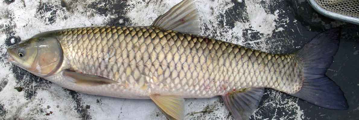 Какая рыба водится в Амуре? Информация о видовом богатстве реки Амур