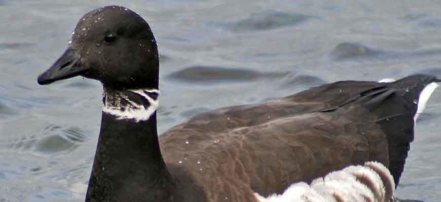 Американская казарка (Branta nigricans (Lawrence, 1846))