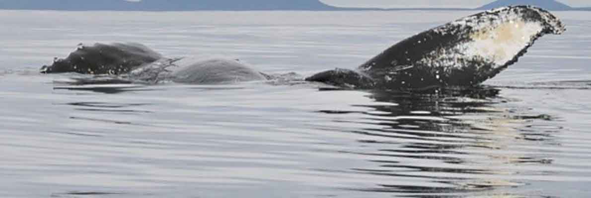Кит личная жизнь. Горбатый кит Камчатка. Серый кит Камчатка. Японский кит. Горбатый кит в лесу.
