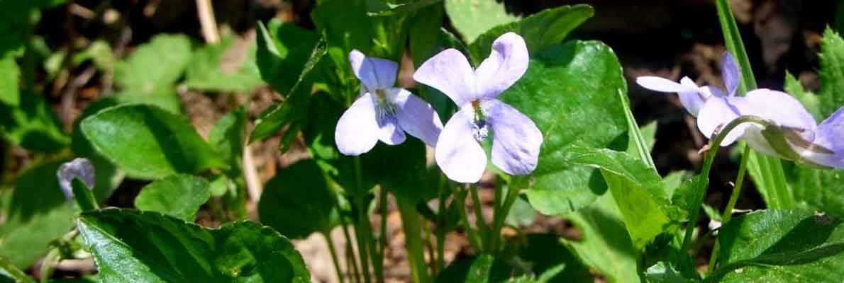 Фиалка Морица (Viola mauritii Tepl.)