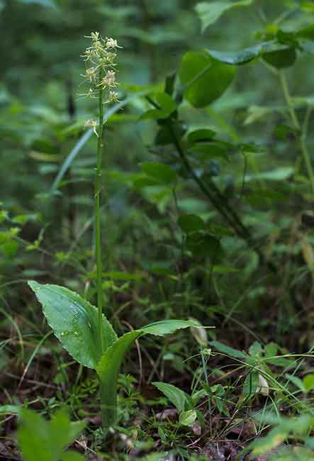 Глянцелистник японский (Liparis japonica (Miq.) Maxim.)