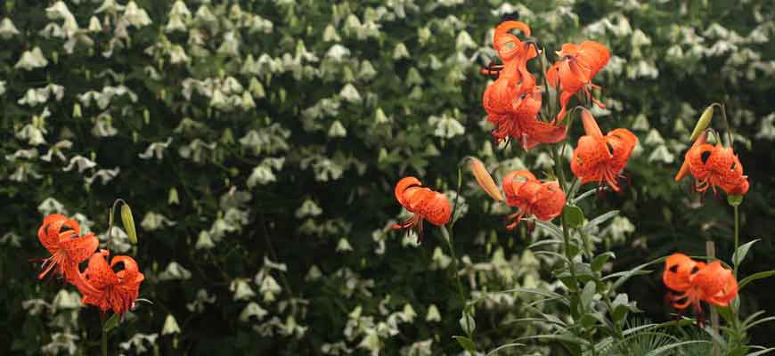 Лилия ложнопятнистая (Lilium pseudotigrinum Carriere)