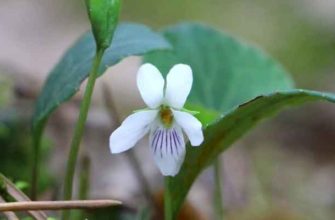 Фиалка короткошпорцевая (Viola brachyсeras Turcz.)