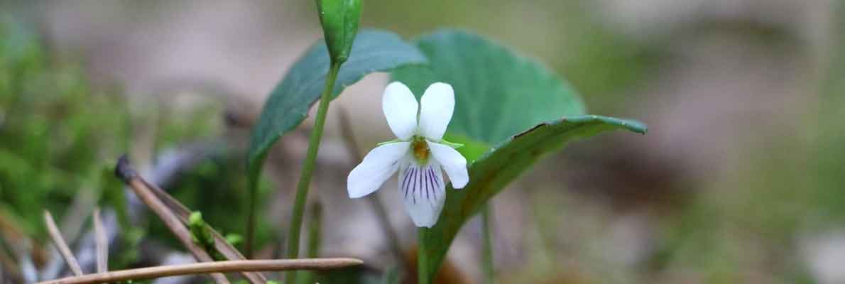 Фиалка короткошпорцевая (Viola brachyсeras Turcz.)