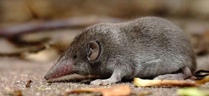 Белозубка большая (Crocidura lasiura (Dobson, 1890))
