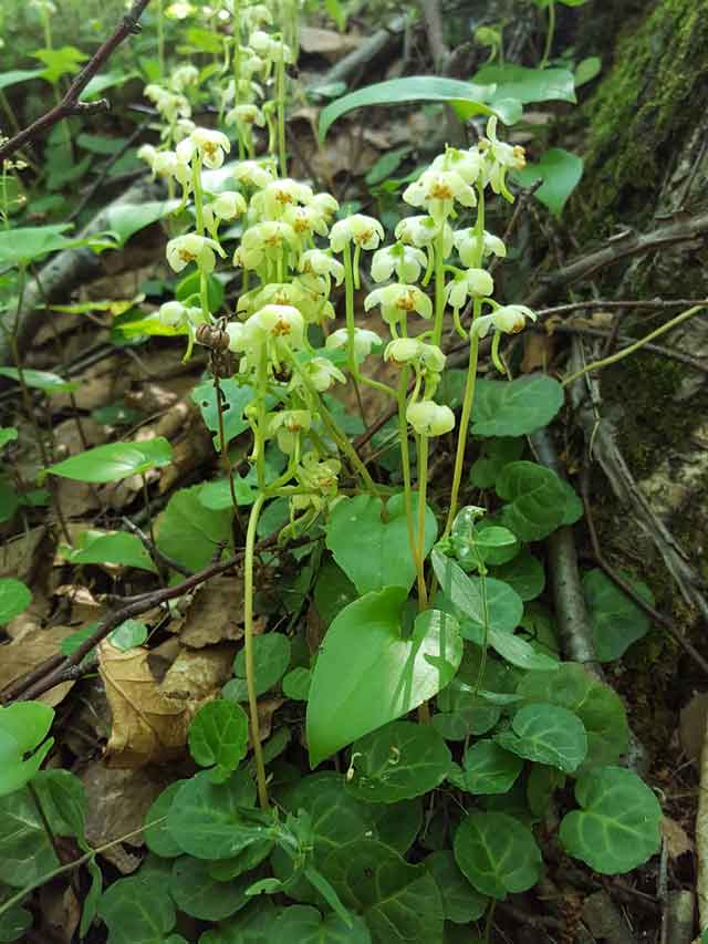 Грушанка почковидная (Pyrola renifolia Maxim.)