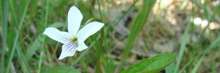 Фиалка Патрэна (Viola patrinii Ging.)
