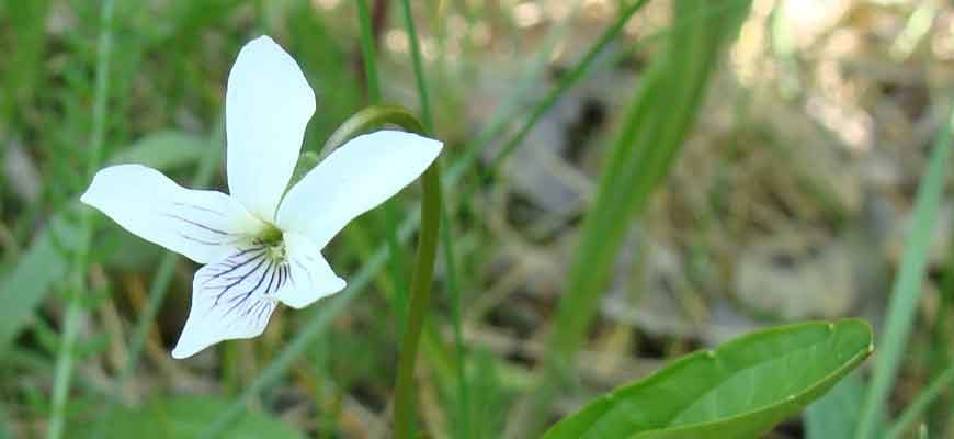 Фиалка Патрэна (Viola patrinii Ging.)