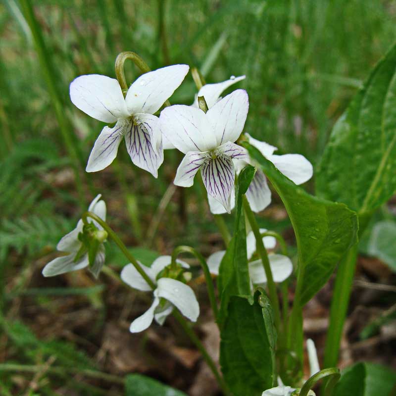 Viola patrinii Ging.