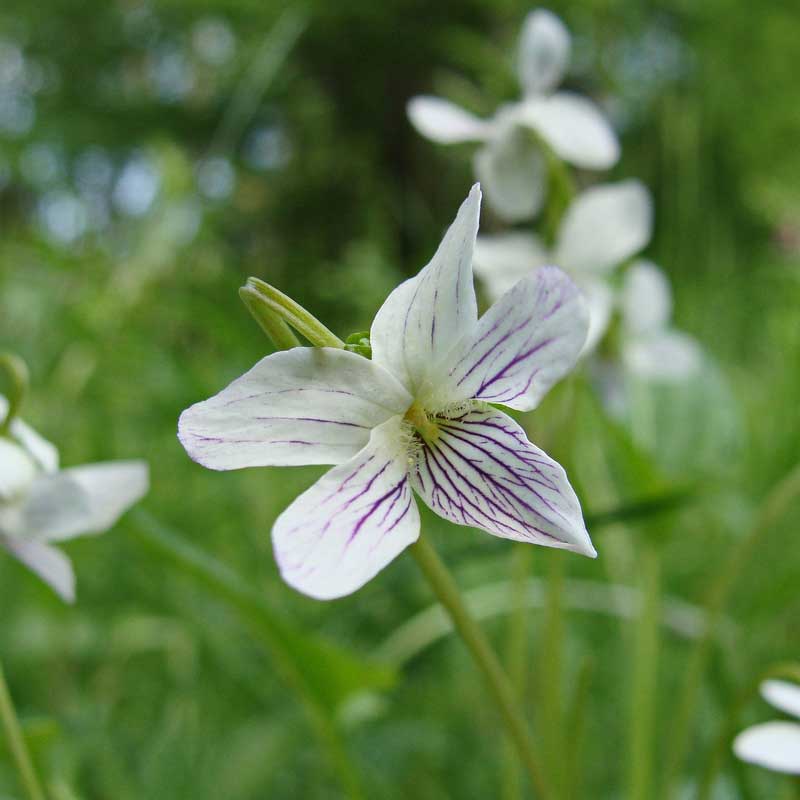 Viola patrinii Ging.
