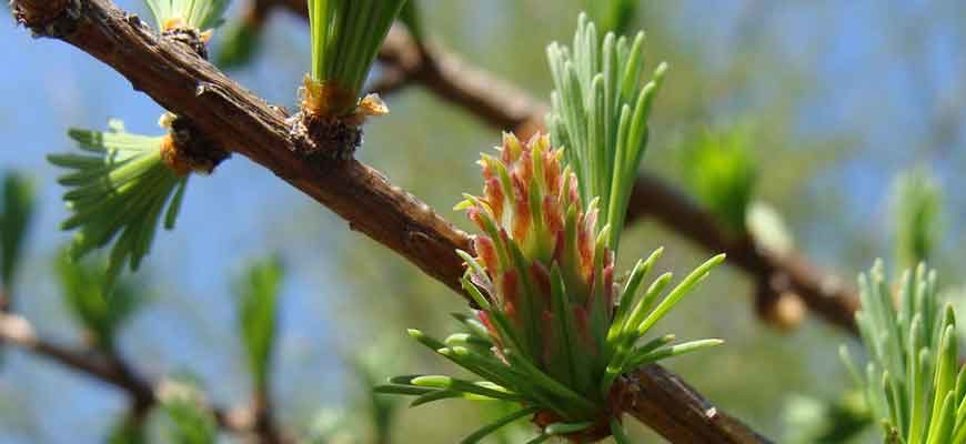 Лиственица Каяндера (Larix cajanderi Мауr)