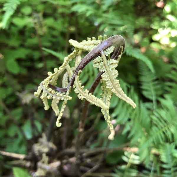 Чистоустник азиатский (Osmundastrum asiaticum (Fernald) Tagawa)