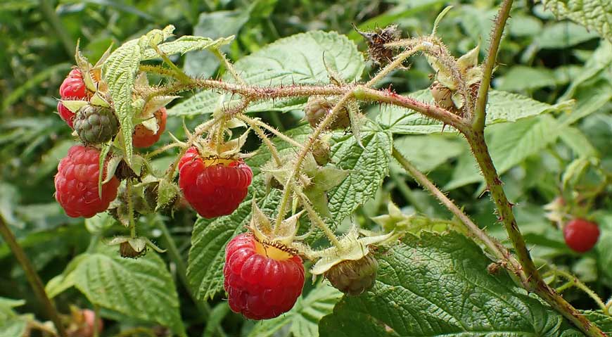 Rubus matsumuranus