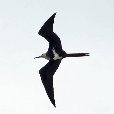 Фрегат-ариель (Fregata ariel (Gray, GR, 1845))