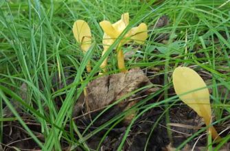 Грибная лопаточка, или спатулярия желтоватая (Spathularia flavida)