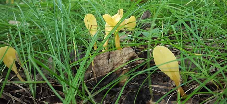 Грибная лопаточка, или спатулярия желтоватая (Spathularia flavida)