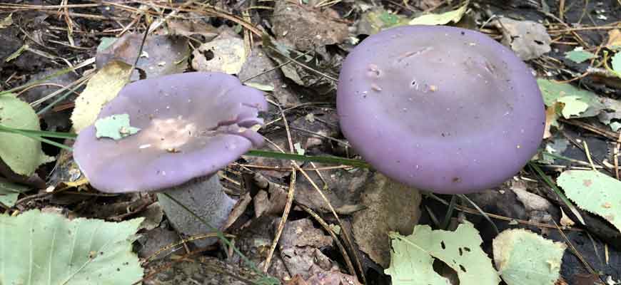 Рядовка фиолетовая (Clitocybe nuda)